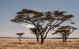 De Majestueuze Schoonheid Van De Diverse En Betoverende Bomen Van Afrika: Ontdek De Wonderen Van De Wortels
