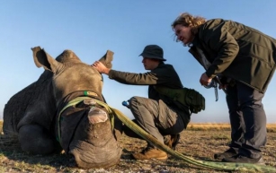 Triomf voor natuurbehoud: 120 Zuidelijke Witte Neushoorns herplaatst in Groot Krugergebied