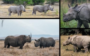 A Rhino Odyssey: A Journey Through Species