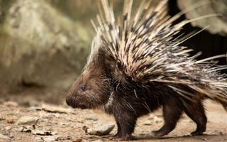 The Fascinating World Of African Porcupines: Discovering The Spiky Wonders Of The Savanna
