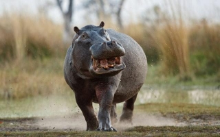 Het Machtige Nijlpaard: Onthulling Van De Geheimen Van 's Werelds Op Twee Na Grootste Landzoogdier