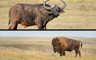 Botsing Van De Buffels: De Afrikaanse Buffel Versus De Amerikaanse Bizon