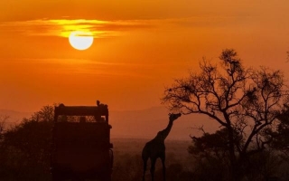 Embarquez Pour Le Safari De Votre Vie : Plongez Dans Les Sensations Fortes De Nhongo Safaris !