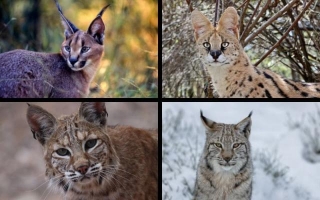 Wildcat Wonders: A Comparative Study Of Caracals, Servals, Bobcats, And Lynxes