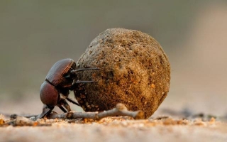 The Nature's Ingenious Cleanup Crew: Exploring The Fascinating World Of Dung Beetles