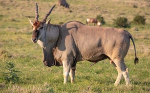 Discover The Majestic Eland: Africa's Largest Antelope Species