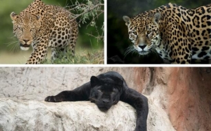 Repérer La Différence : Explorer Le Monde Des Léopards, Des Jaguars Et Des Panthères Noires
