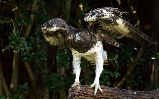 The Majestic Martial Eagle: Africa's Apex Predator In The Skies