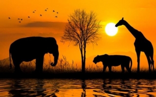 Zwerven Met Trots: Onvergetelijke Safari's In Afrika