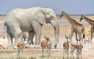 De Ultieme Gids Voor Etosha National Park: Ontdek Het Natuurwonderland Van Afrika