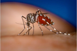 Was Hilft Gegen Mücken? Entdecke Wirksame Pflanzen Und Hausmittel, Um Stechmücken Zu Vertreiben