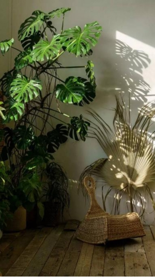 Indoor Plants That Are Best For Apartments