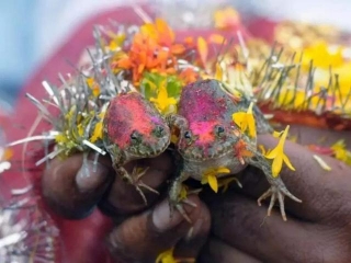 All About Unique Ritual Of Frog Weddings In India