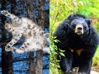 These Rare Animals Are Only Found In The Himalayas