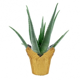 How To Use Aloe Vera In Feng Shui