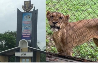 VIDEO: HOW LION  ATTACK OAU STAFF TO DEATH