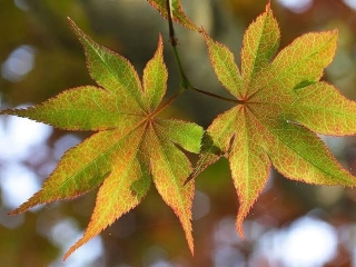Benefits Of Maple Leaf (ewe Sinkinrinmidin ) Extract