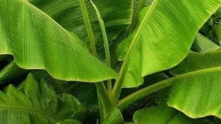 HealingHealth Benefits Of Plantain Leaf