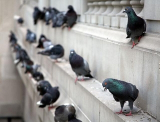 Importance Of Bird Control Around Commercial Buildings