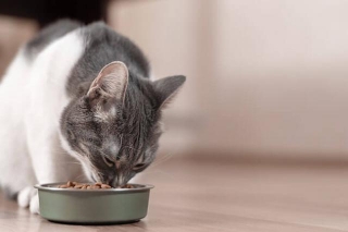Great Tips For How To Save Money On Cat Food