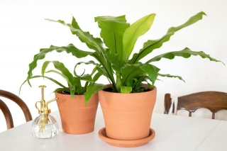 Refresh Your Ambiance Embracing The World Of Houseplant Trends For 2024