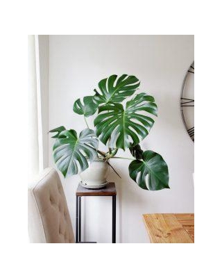 How To Fix Monstera Plants