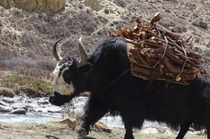 Yak Herders Of Dolpa And Their Enduring Spirit