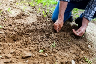 Green Thumbs Up: Vikki Gerrard La Crosse Discusses Community Gardening And Urban Renewal