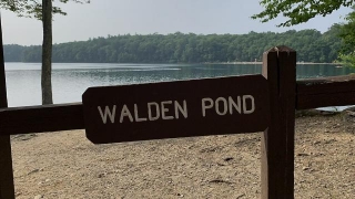 Musings Of Thoreau, Concord And Walden Pond