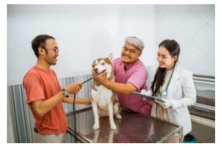 Entire Hospice Care For Animals: Offering Solace And Assistance During Their Final Journey