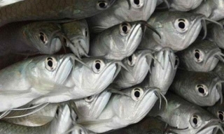The Nutritional Value Of Feeding Kids Silver Fish (Omena)