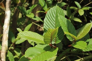 Guide To Red Vein Kratom: A Complete Overview