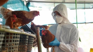 Avian Influenza H5N1 May Be More Severe Than Previously Reported