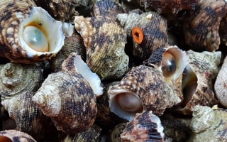 What Is Moon Snail? Top Delicious And Easy Moon Snail Recipes