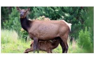 CPW Investigates Unprecedented Third Cow Elk Attack in Estes Park, Colorado