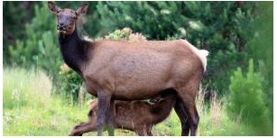 CPW Investigates Unprecedented Third Cow Elk Attack In Estes Park, Colorado