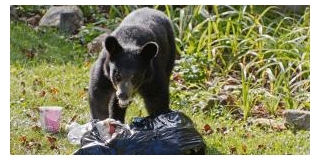 Colorado Launches New Grants To Prevent Human-Bear Wildlife Conflicts