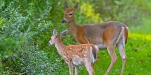 Man Kills Aggressive Deer Attacking Pregnant Woman Near Colorado Springs