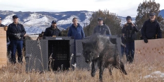Colorado Wolf Reintroduction Leads To First Calf Depredation In Grand County