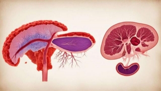 Biliary Atresia Liver Transplant Explained