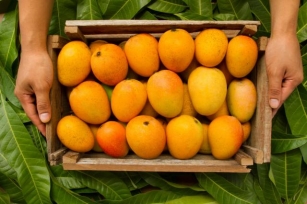 Embracing The Golden Goodness Of Mangoes: A Closer Look At Sun Impex’s Mango Products