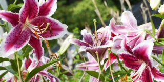 15 Pink Lilies With Flowers Guaranteed To Charm