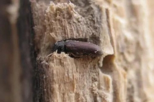 كيف تتخلص من خنافس الخشب والحشرات المدمرة للخشب؟