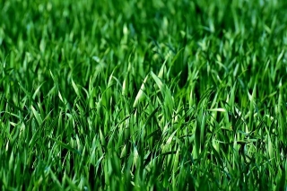 How Safe Are Lawn Fertilizers And Weed Killers?
