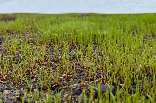 Repairing Lawn After Winter: Seeding For Lush Summer Grass