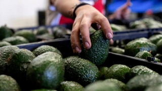 Mexican Avocado Scarcity Affects Super Bowl Guacamole