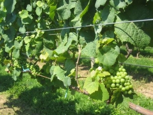 Growing Grapes: A Comprehensive Guide For Beginners
