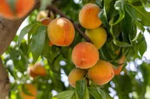 Thriving Fruit Trees For Alabama Gardens