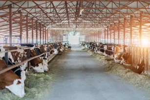 Dairy Farming: An Insight Into The Process, Challenges, And Sustainability