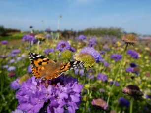 Attracting Wildlife To Your Garden: A Guide To Creating A Biodiverse Sanctuary
